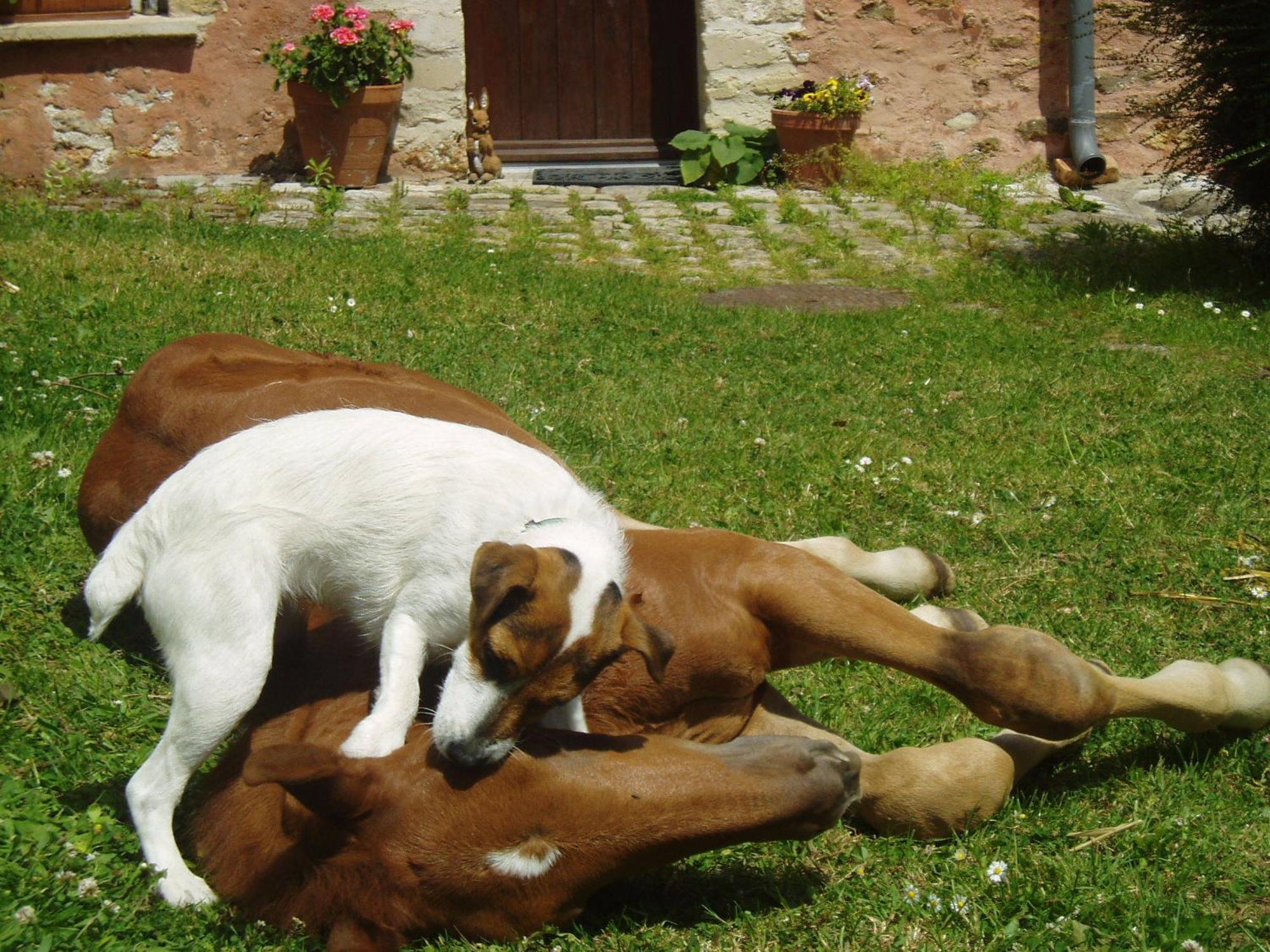 Bed and Breakfast La Ferme Rose Cergy Exterior foto